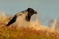 Vrana seda - Corvus cornix - Hooded Crow4990